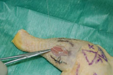 Practicas de laboratorio