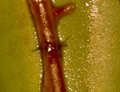 practicas de microcirugia