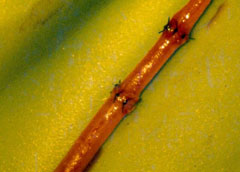practicas de microcirugia