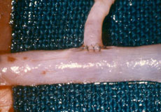 practicas de microcirugia