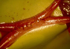 practicas de microcirugia